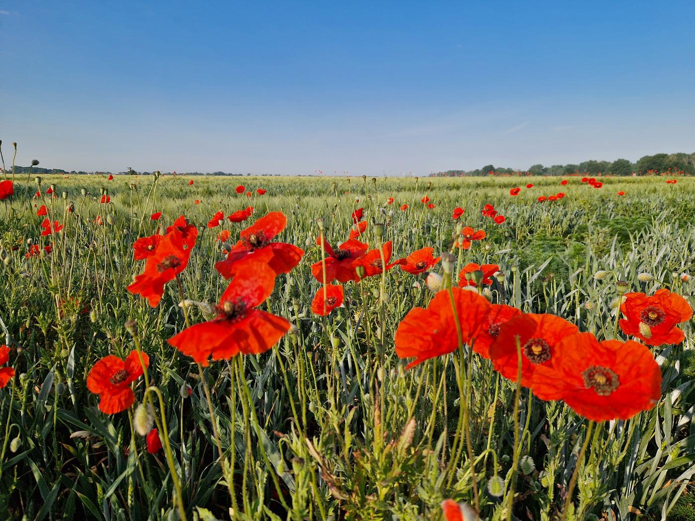 Mohnblumen – Lieberoser Natur